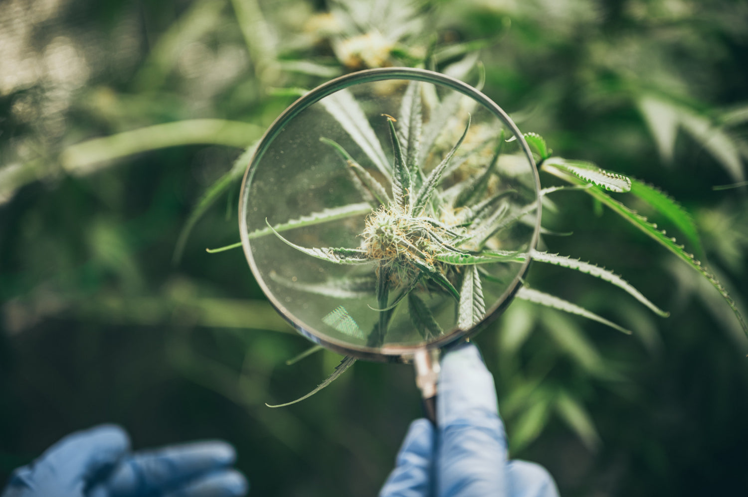 Hemp plant under the microscope