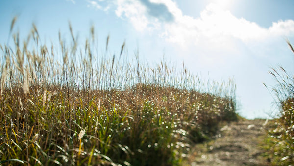 Grassy path leading uphill under a bright sky