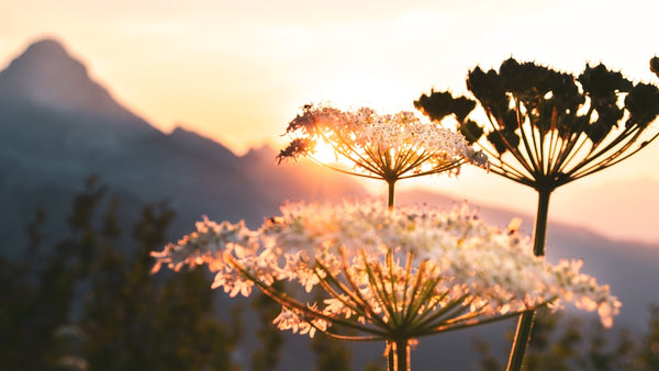 Wild flowers silhouetted against golden sunset