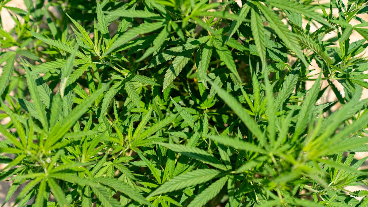Green hemp leaves in natural light