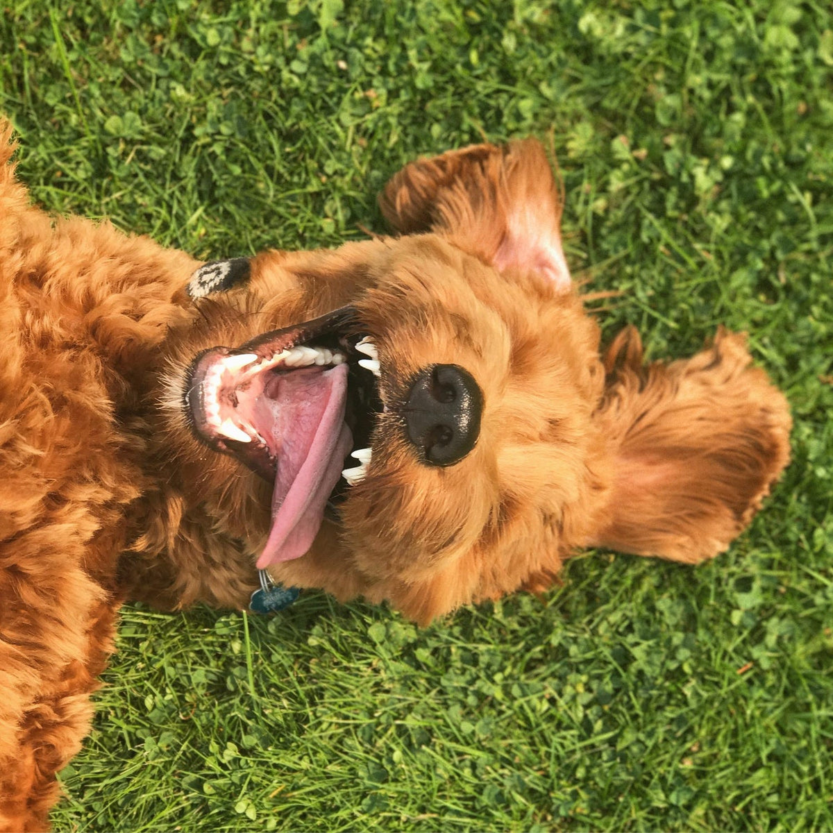CBD Oil for Dogs UK: What Pet Owners Should Know Before Trying - Unspun