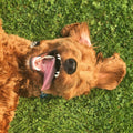 Is CBD Oil Safe for Pets? UK Vet Rules and What the Research Says