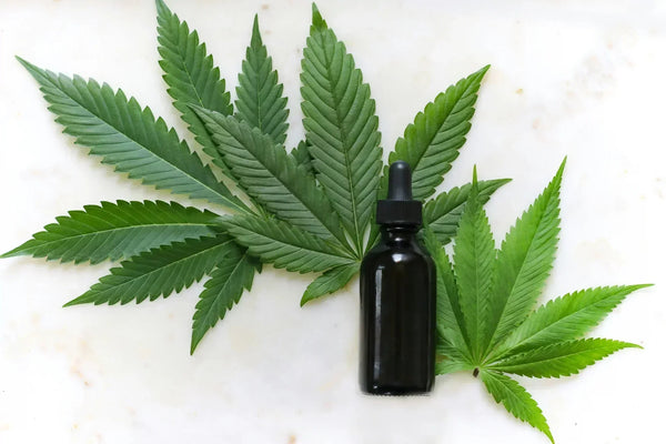 How We Make CBD Oil: From Hemp to Pure CBD Oil - Unspun