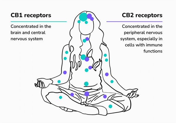 Understanding CB1 and CB2 Receptors and How CBD Interacts with Them?