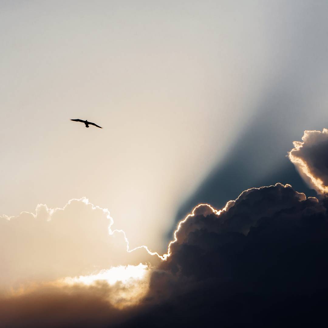 A bird in the sky