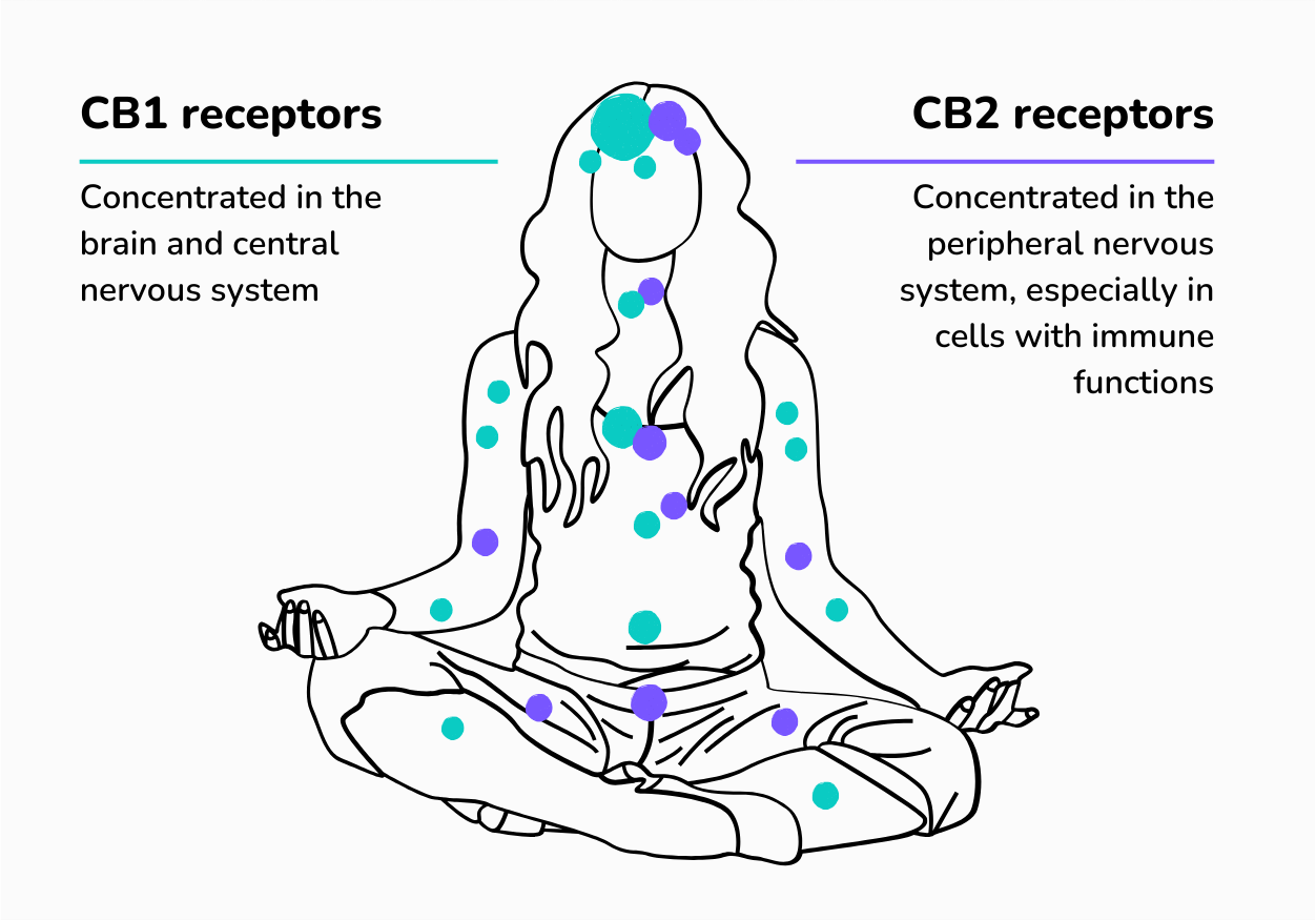 Illustrative diagram showing a person in a meditative pose with labeled dots representing CB1 receptors in the brain and central nervous system and CB2 receptors in the peripheral nervous system, highlighting the distribution of cannabinoid receptors as part of the endocannabinoid system.
