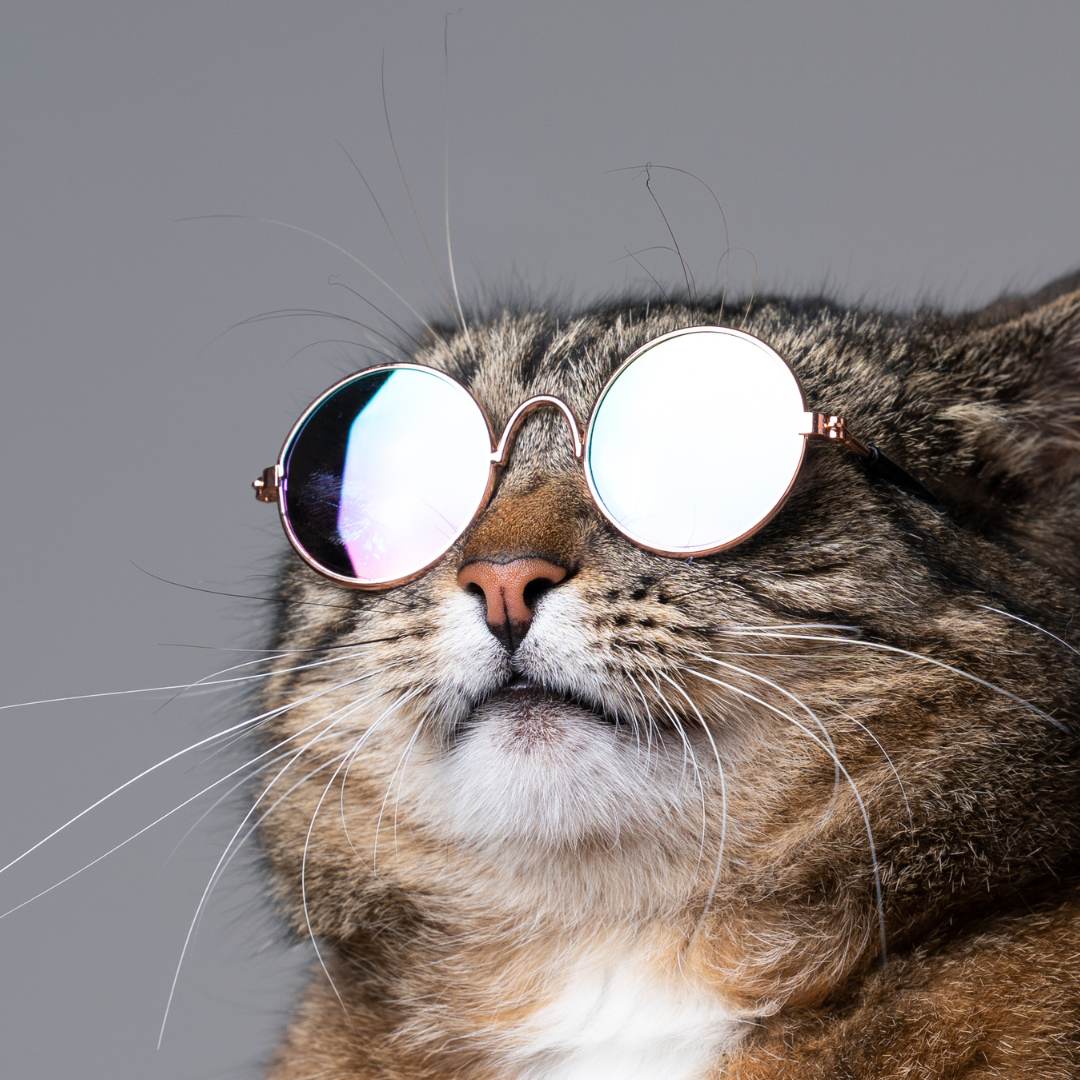Cat with sunglasses on